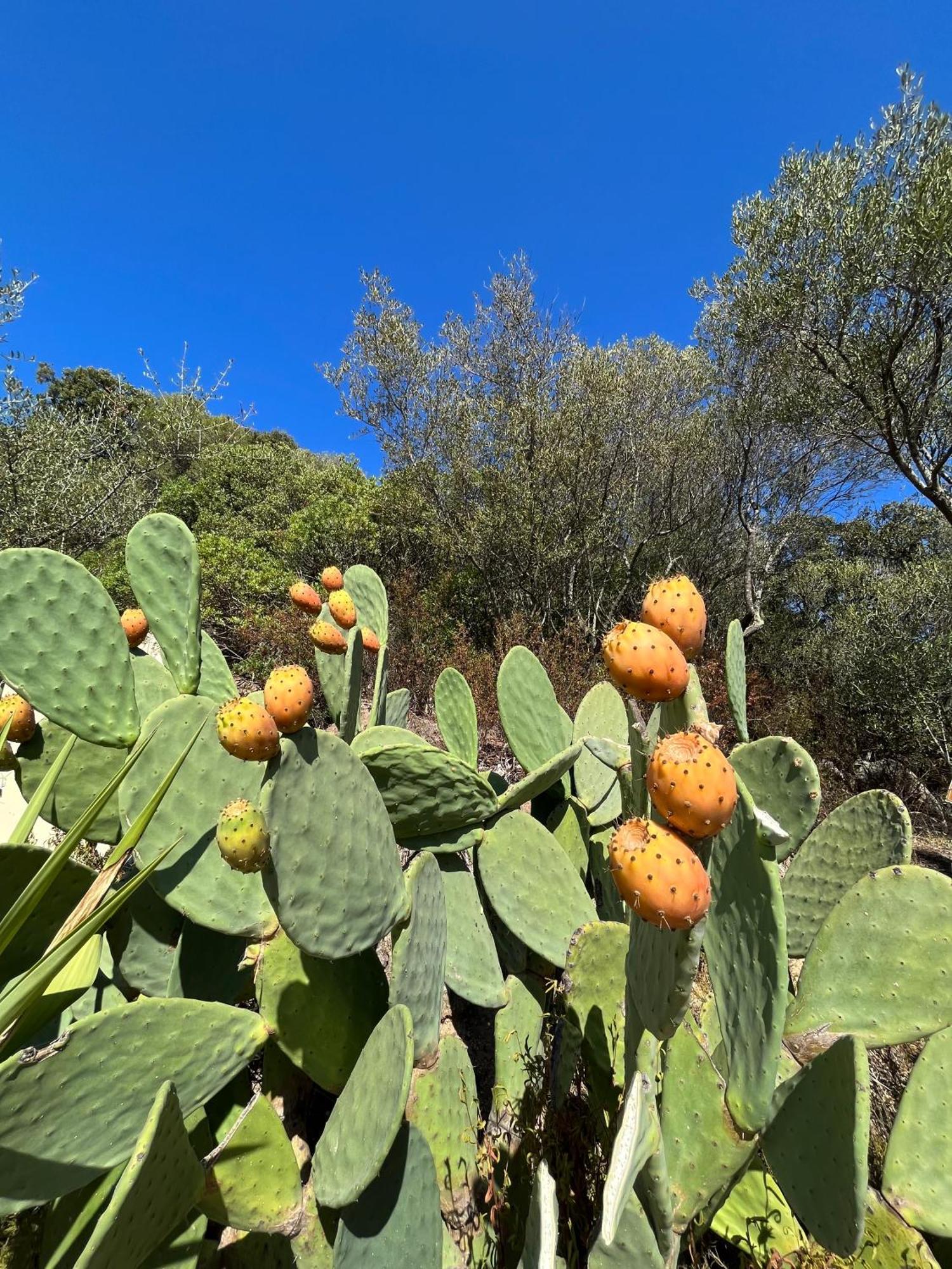 Venti Di Vacanza - Levante & Grecale Olbia Dış mekan fotoğraf